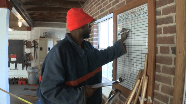 VOA News: Prison Work Farm Rehabs Inmates, Horses