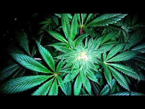 10 Facts About Weed
